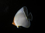 Orange Face Butterflyfish.jpg