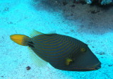 Orangestriped Triggerfish.jpg