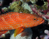 Coral Hind.jpg