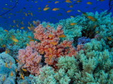 Soft Corals