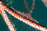 Sawblade Arrow Shrimp