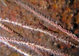 Sawblade Arrow Shrimp, Tozeuma serratum