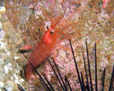 Peppermint Shrimp (Lysmata ankeri)