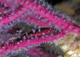 P9100122 Periclimenes iridescens shrimp and West Indian Simnia