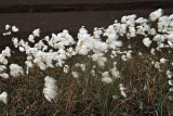 Begnagh Bog