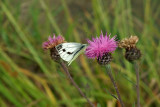 Near Ballymahon