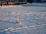 Swan in Maynooth Harbour