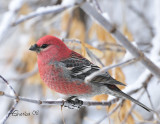Nov2008MalePineGrosbeak.jpg