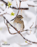 LinconSparrow.jpg