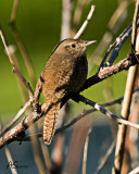 July17Wren2010.jpg