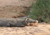 MM This croc ate a whole impala. Couldn't quite get it all down. Took about 3 days to eat it.