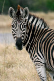 MM CRW_8592-copy.jpg