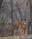 Doe Pair