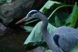 SAN DIEGO ZOO