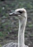 Ostrich