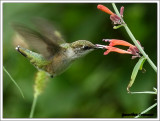 Colibri à gorge rubis (f) / Archilochus colubris