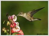 Colibri à gorge rubis (f) / Archilochus colubris