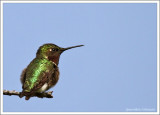Colibri à gorge rubis (m) / Archilochus colubris