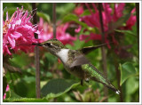 Colibri à gorge rubis (m) / Archilochus colubris