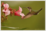 Colibri à gorge rubis (f) / Archilochus colubris