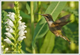Colibri à gorge rubis (m) / Archilochus colubris
