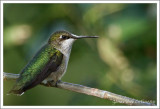 Colibri à gorge rubis / Archilochus colubris