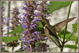 Colibri à gorge rubis (m) / Archilochus colubris