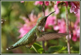 Colibri à gorge rubis / Archilochus colubris