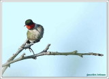 Colibri à gorge rubis (m) / Archilochus colubris