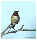 Colibri à gorge rubis (m) / Archilochus colubris
