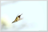 Colibri à gorge rubis (m) / Archilochus colubris