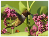 Colibri à gorge rubis (m) / Archilochus colubris