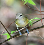 Solitary Vireo_8605.jpg