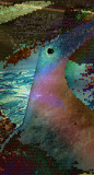 ...is it a bird, is it a fish...