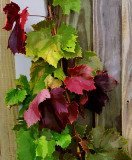 November Vine
