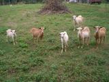 Goats really know how to make you feel like popular
