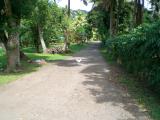 Why the chicken crossed the road: to escape the 100,000 annoying roosters in the yard