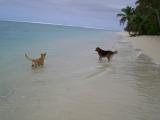 The dogs look for fish