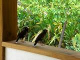 I wish these pesky birds would eat more mosquitos...they're both EVERYWHERE