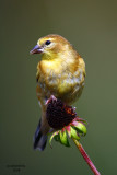American Goldfinch. Kewaskum, WI
