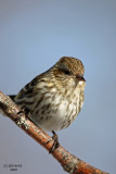 Pine Siskin. Kewaskum, WI