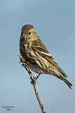 Pine Siskin. Kewaskum, WI