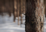 Into the forest