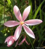 Pink flower - name escapes me.