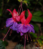 Flash Fuschias.