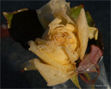 Frozen Rose 2.