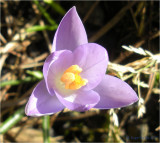 Small purple.
