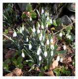 Snowdrops in the wild.