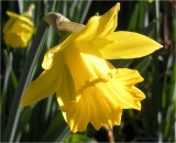 Daffodil.