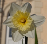 Daffodil.